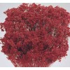 BLOOMS BROOM Red  (BULK)-